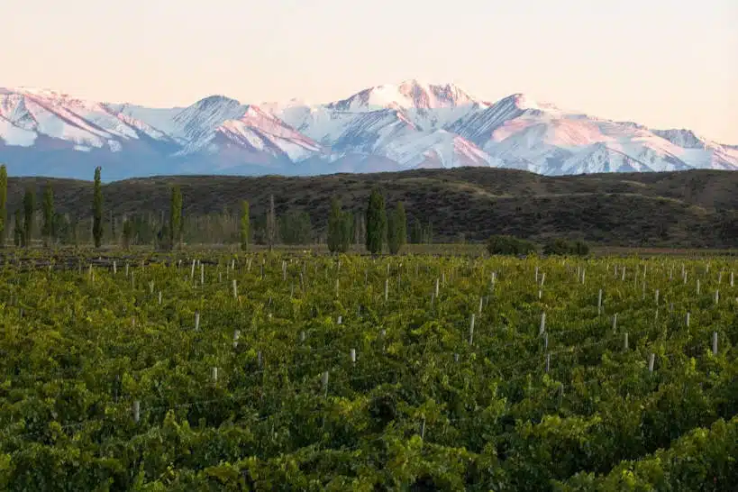 Catena Zapata Mendoza Wine Region Authentic Food Quest