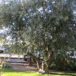Olive Tree at Pasrai Mendoza Authentic Food Quest