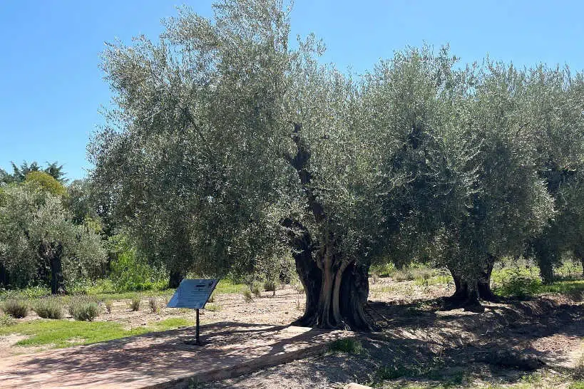 Olive Trees Olive Oil Tour Mendoza by Authentic Food Quest