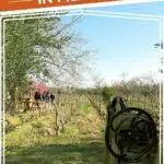 Pinterest Olive Oil Mendoza by Authentic Food Quest