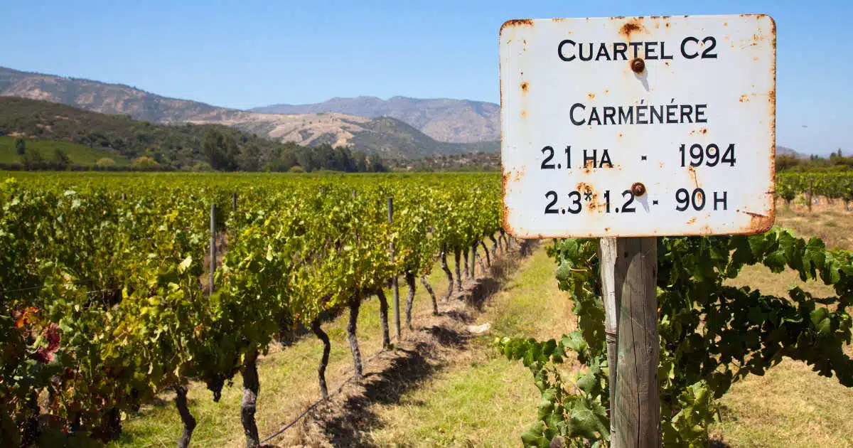 Chile Wine Regions by Authentic Food Quest
