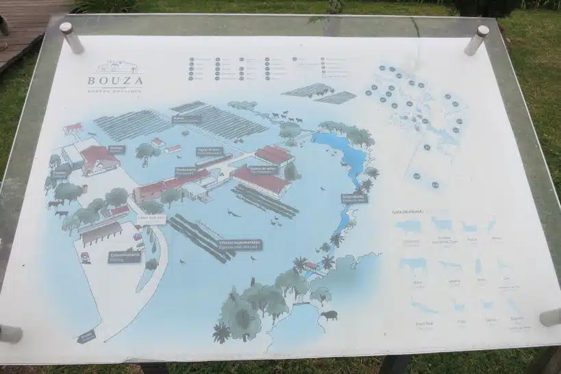 Bodega Bouza Vineyards Uruguay Winery by Authentic Food Quest