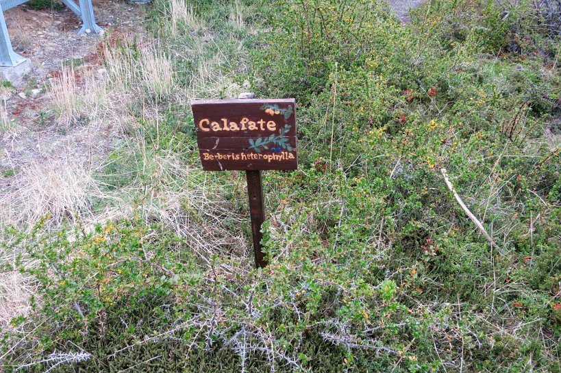 Calafate Berry in El Calafate Patagonia Argentina by Authentic Food Quest