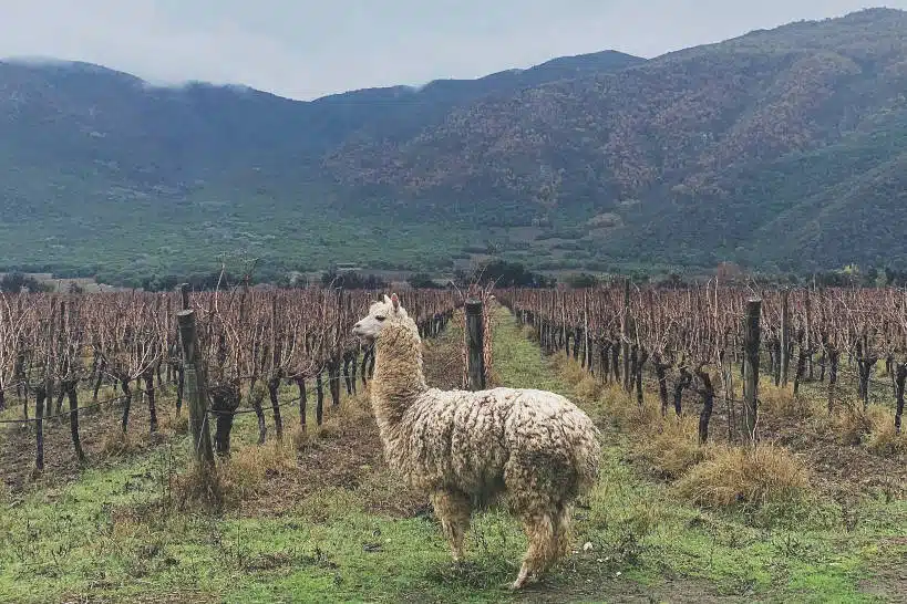 Emiliana Organic Vineyards Wine Region Chile by Authentic Food Quest