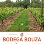 Pinterest Wineries In Uruguay by Authentic Food Quest