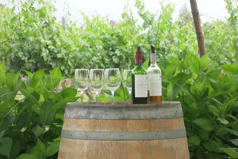 Viña Aquitania Chile WIne Region by Authentic Food Quest