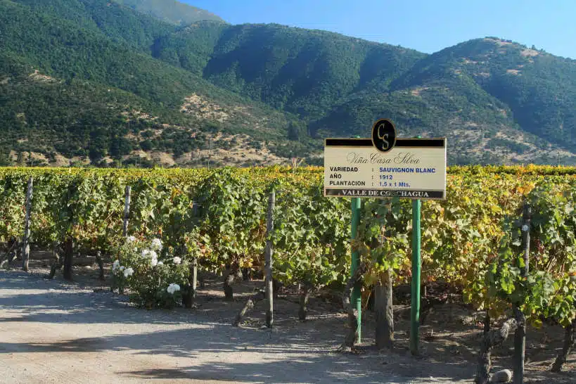 Viña Casa Silva Chile Wine Region by Authentic Food Quest