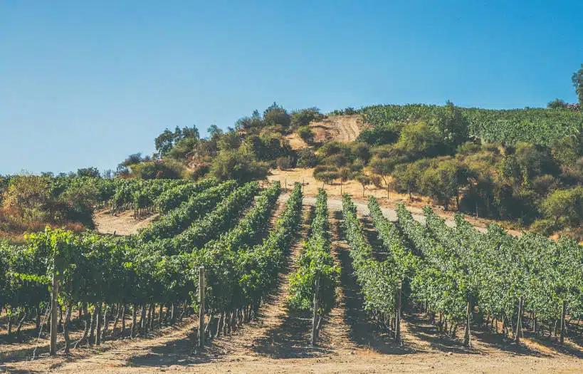 Viña Mont Gras Chilean Wine Regions by Authentic Food Quest