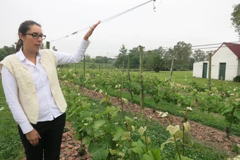 Vineyards Bodega Winery by Authentic Food Quest