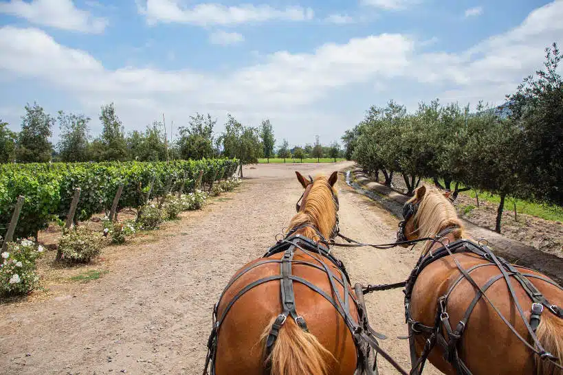Viu Manent Winery Wine Regions Of Chile by Authentic Food Quest