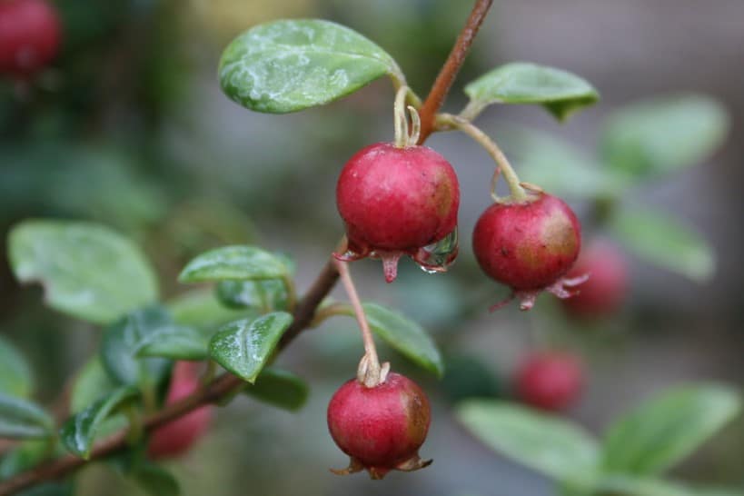 Chilean Guava Chilean Fruits by Authentic Food Quest
