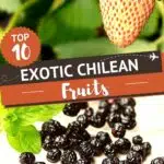 Pinterest Fruits In Chile by Authentic Food Quest