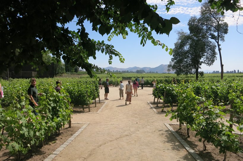 Chile Wines Concha y Toro