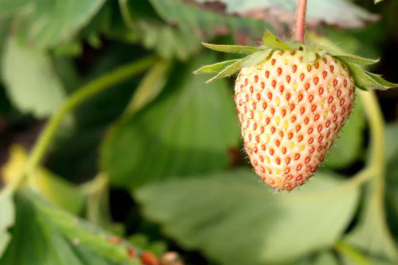 White Strawberries Fruits In Chile by Authentic Food Quest