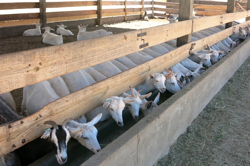 Goat Farm Barns Cabras de Cafayate Authentic Food Quest
