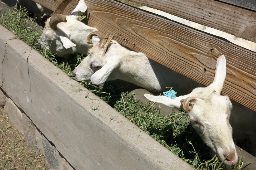 Goat Eating at Goat Farm Cabras de Cafayate Authentic Food Quest