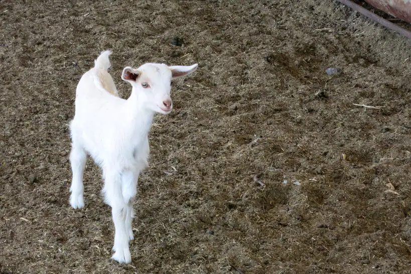 Goat Farm Baby Goat Cabras de Cafayate Authentic Food Quest