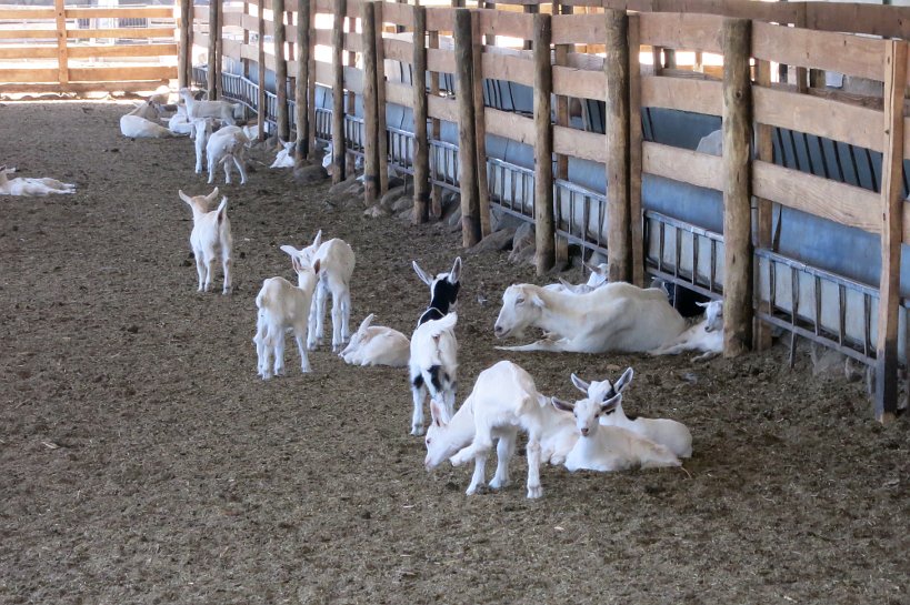 Goat Farm Barns Cabras de Cafayate Authentic Food Quest