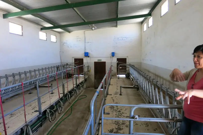 Goat Farm Dairy Tour Cabras de Cafayate Authentic Food Quest