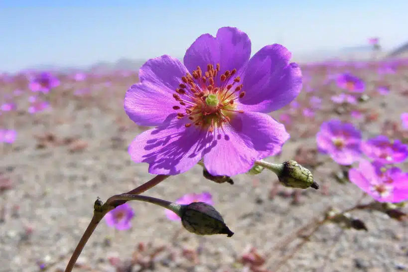 Surprising Atacama Food of The Desert: Top 10 Foods And Restaurants to Eat Them 2