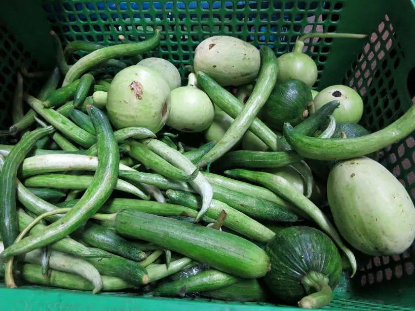 Eggplants Bangkok food tour Authentic Food Quest