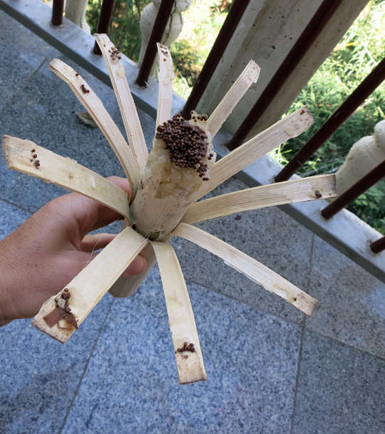 Bamboo Sticky Rice Peeled Popular Thai Dessert Authentic Food Quest
