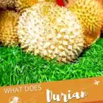 Pinterest Durian Types by Authentic Food Quest