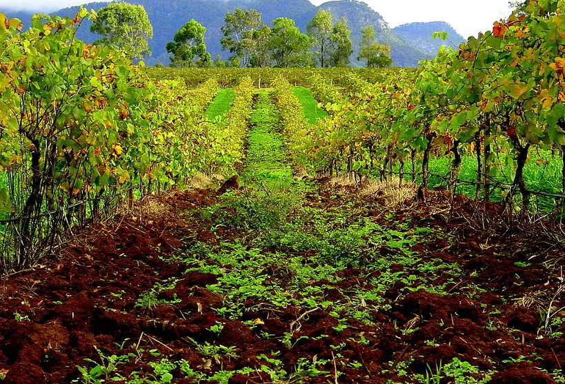 HunterValleyVineyards_AustraliaWineRegions_AuthenticFoodQuest for Australian Wine Regions