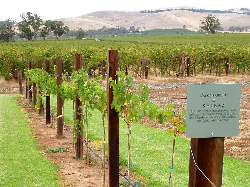 JacobsCreekShiraz_AustraliaWineRegions_AuthenticFoodQuest