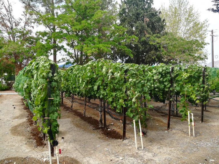 10 Of The Best Las Vegas Wineries, Wine Tour And Wine Tasting In The