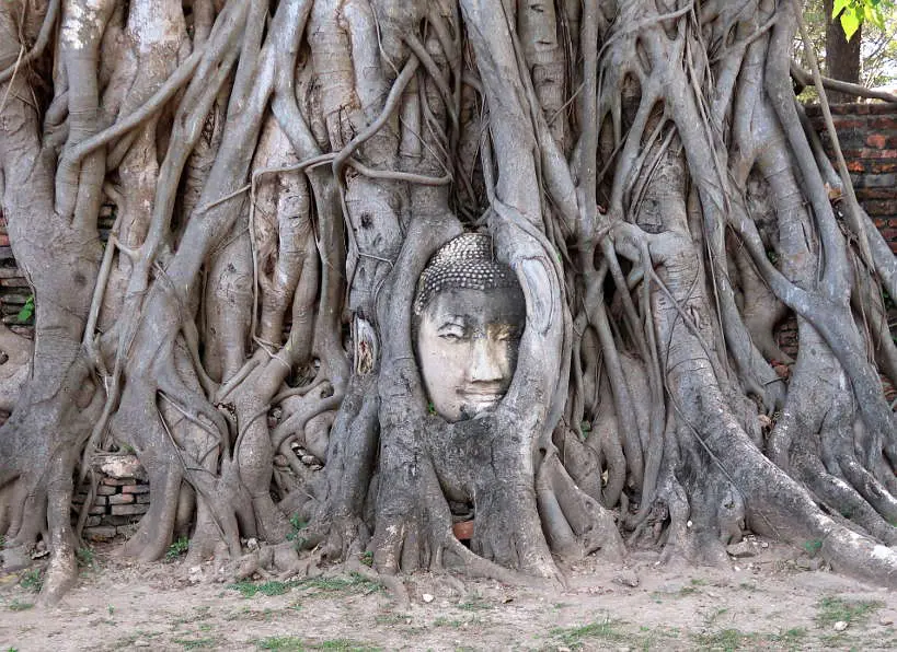 Wat Mahathat and the Giant Buddha Head in the Tree for Ayutthaya Day Tour by Authentic Food Quest. You cannot miss capturing this image on your Ayutthaya tour