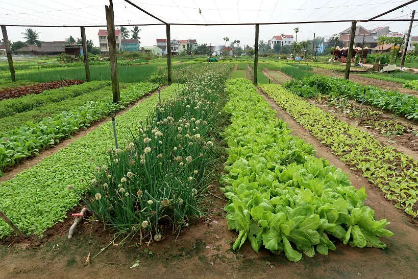 Garden of Tra Que Village by Authentic Food Quest