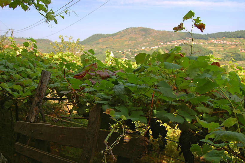 Minho Region Portugal showing Vinho Verde Vineyards
