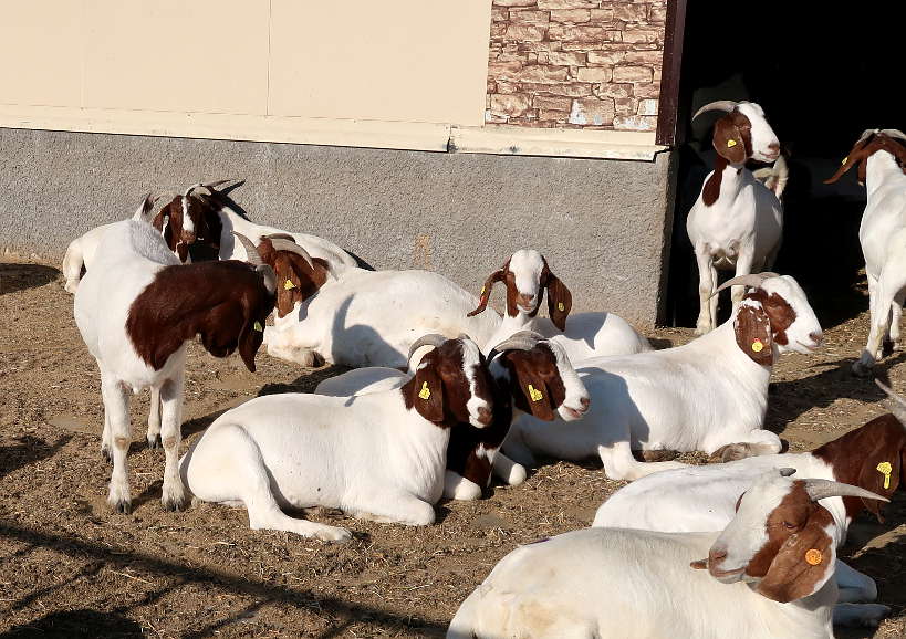Goat at Villa Yustina Bulgaria by Authentic Food Quest