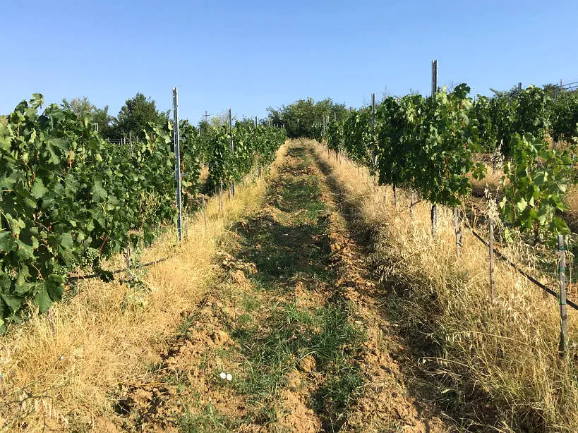 Vineyards_ZortnizaWineryHotelMelnikBulgaria_AuthenticFoodQuest