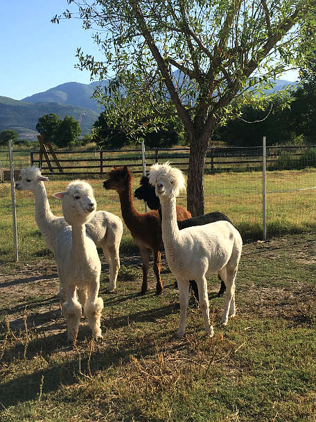 Llamas at Villa Yustina Bulgaria by Authentic Food Quest