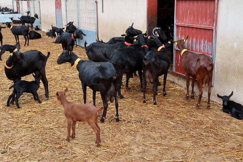 Goat Farm at Mas Alba Girona Spain by AuthenticFoodQuest