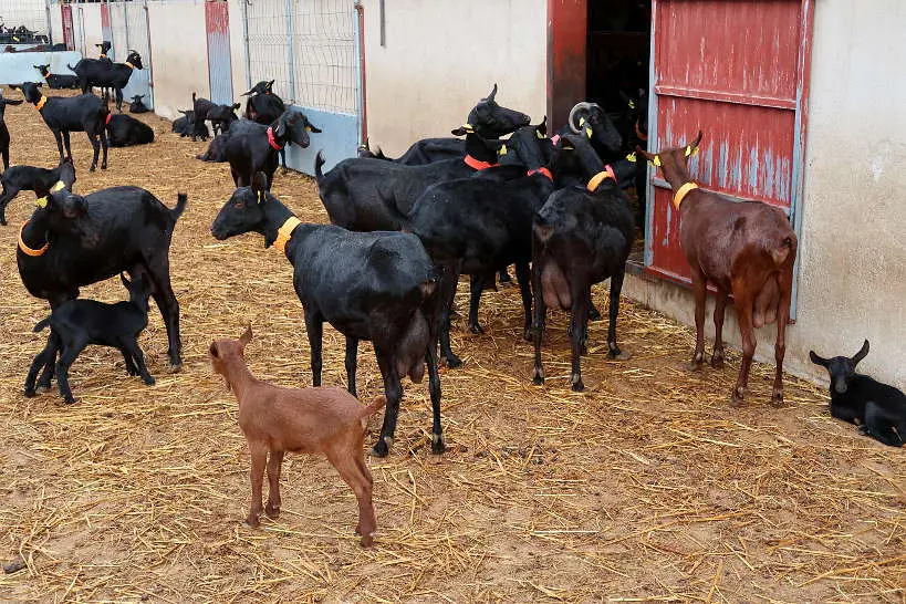 Goat Farm at Mas Alba Girona Spain by AuthenticFoodQuest