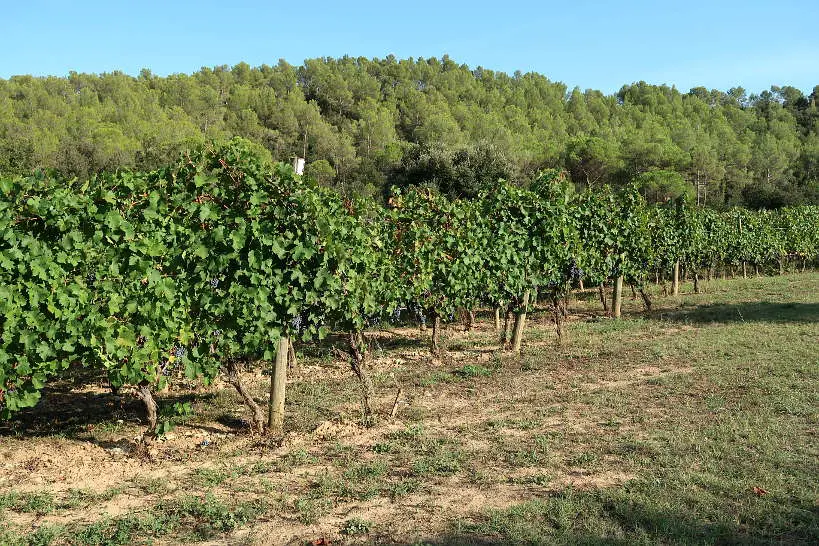 Vineyards at Eccocivi Winery producing Catalan Wines AuthenticFoodQuest
