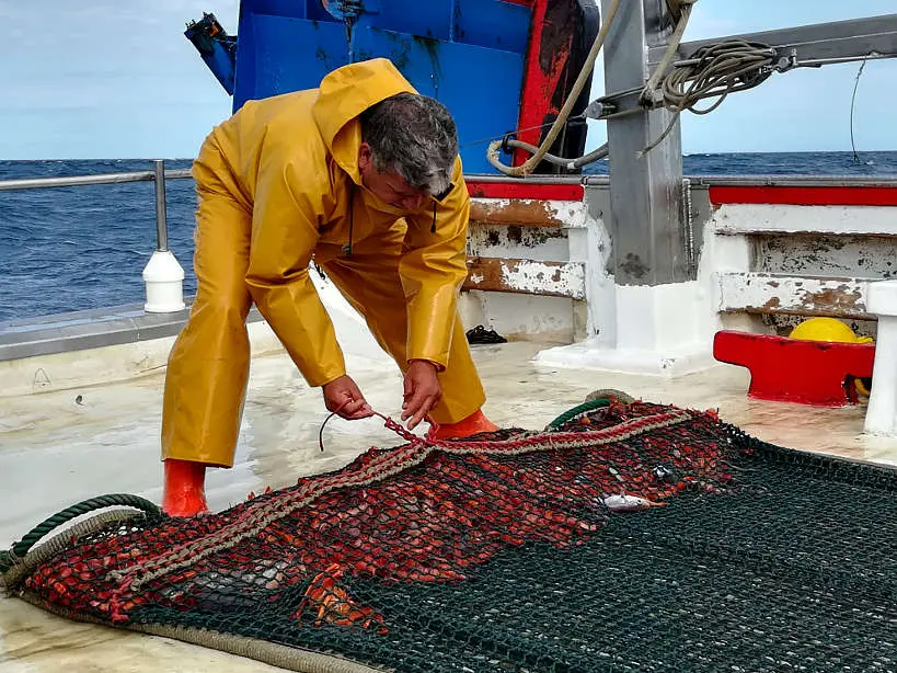 Catching Gambas de Palamos Spain Authentic Food Quest