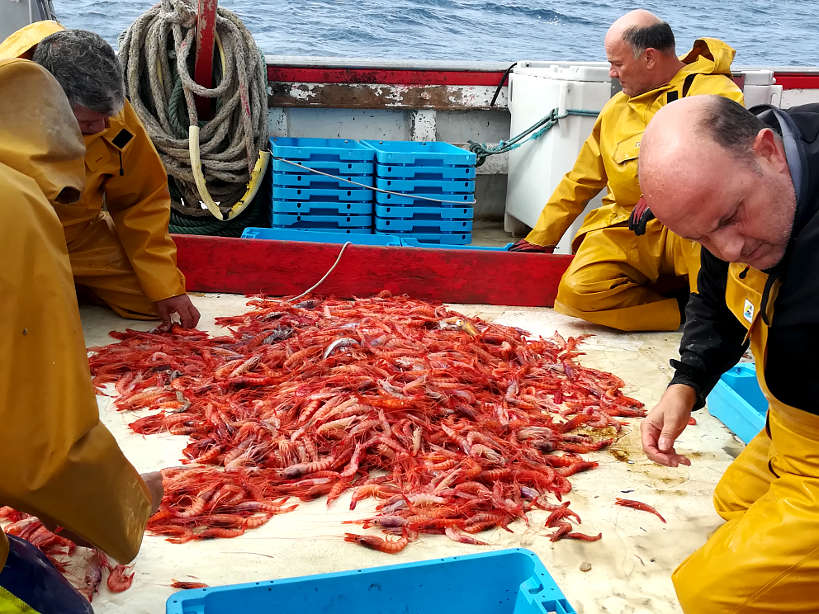 sorting the Palamos gambas in Costa Brava Spain AuthenticFoodQuest