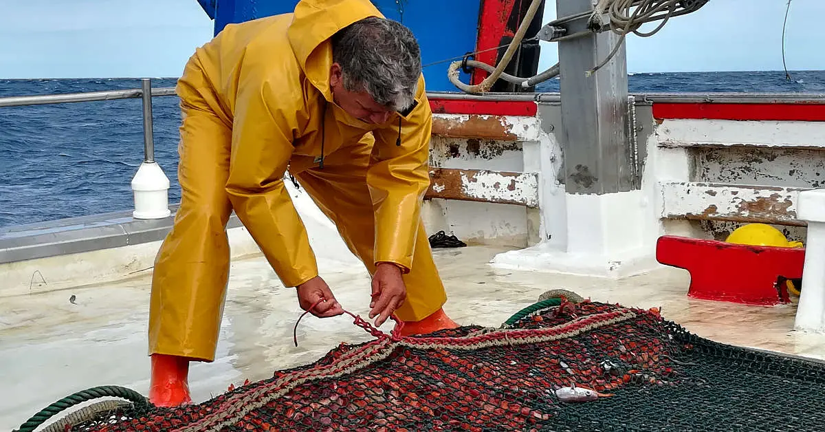 Gambas de Palamos: A Fascinating Day in the Life of a Fisherman