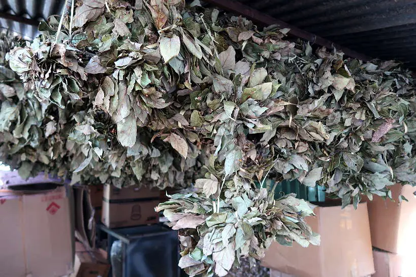 Avocado leaves drying at Central Abastos in Oaxaca Mexico by Authentic Food Quest