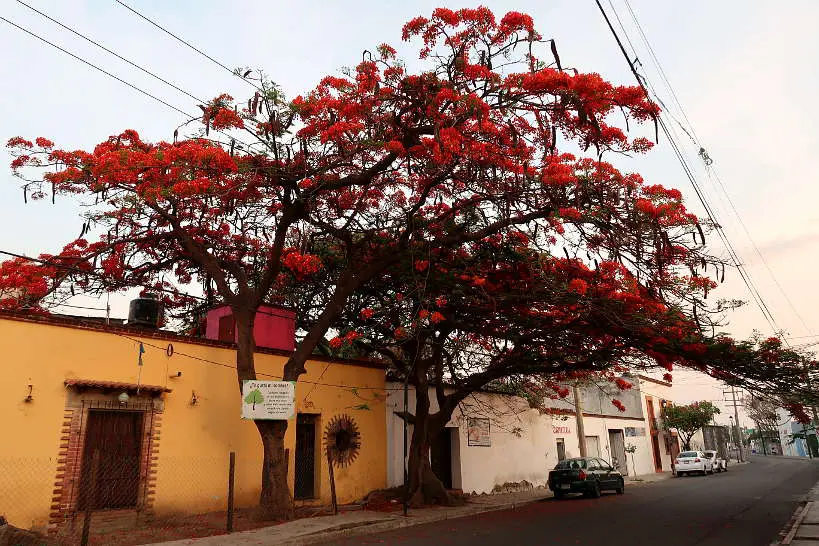 Guaje Tree Oaxaca Mexico by Authentic Food Quest