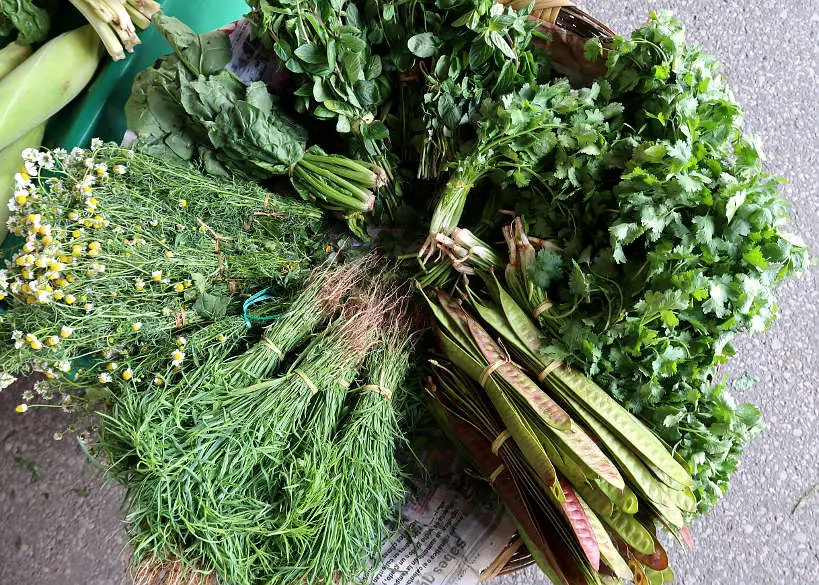 Oaxaca Herbs by Authentic Food Quest for Local Oaxaca food