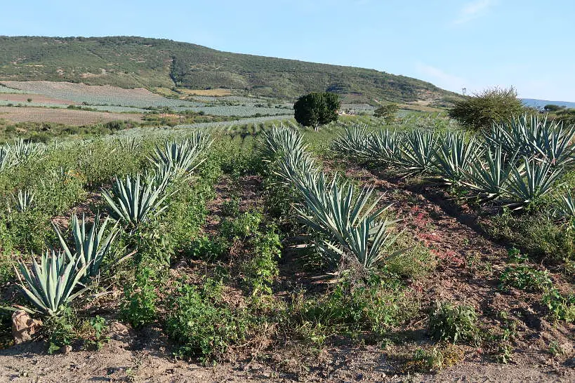 Agave Field on Oaxaca Mezcal Tour by Authentic Food Quest