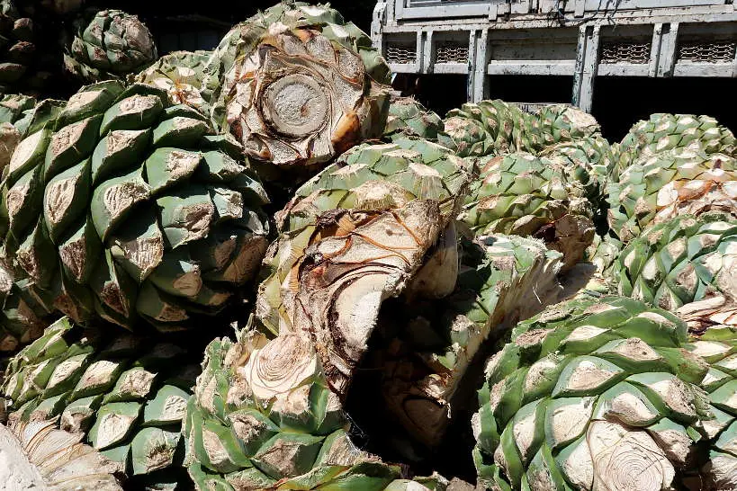 Agave pina in the mezcal distillery process by Authentic Food Quest
