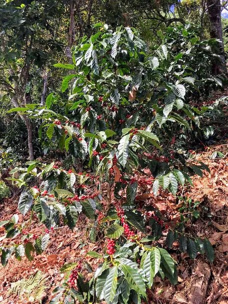 Coffee plant with red beans for Oaxaca Coffee by Authentic Food Quest