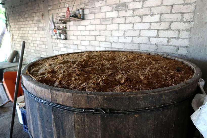 Fermentation process on mezcal tour oaxaca by Authentic Food Quest