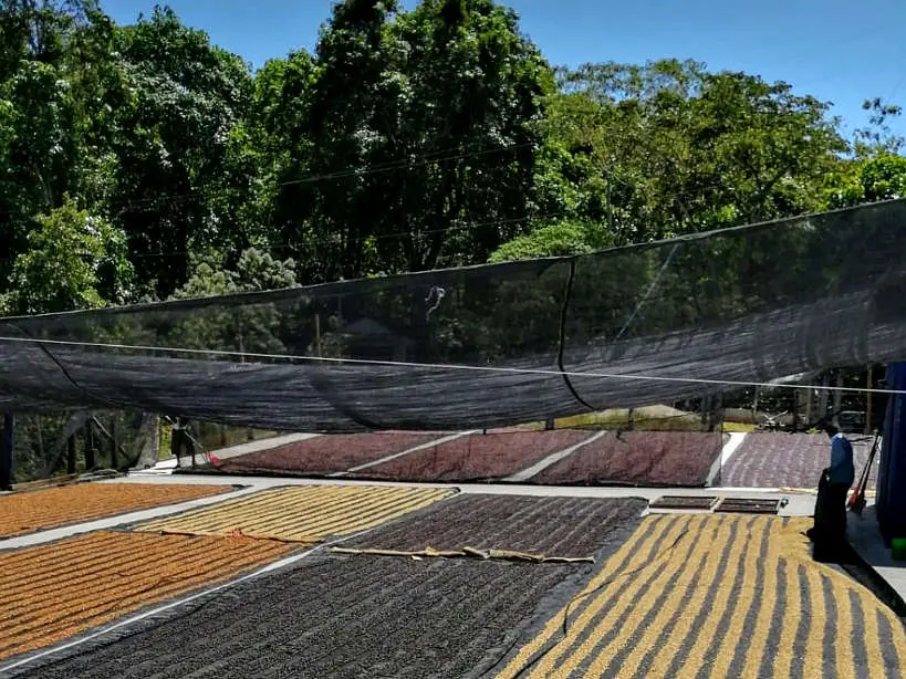 Mexican Coffee beans Drying at Finca Chelin Oaxaca Mexico by AuthenticFoodQuest